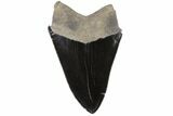 Black, Serrated, Fossil Megalodon Tooth - Georgia #74609-1